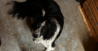 solene pet sitter à MINZIER 74270_4