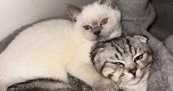 raisa pet sitter à SEVRAN 93270_5
