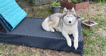 jérémy pet sitter à SANGUINET 40460_1