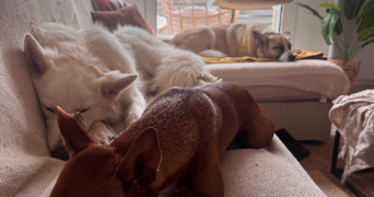 emeraude pet sitter à LA ROCHELLE 17000_8