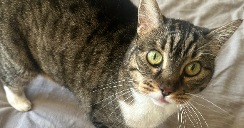 anaëlle pet sitter à CLERMONT FERRAND 63100_6