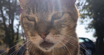 loli pet sitter à PORT ST PERE 44710_0