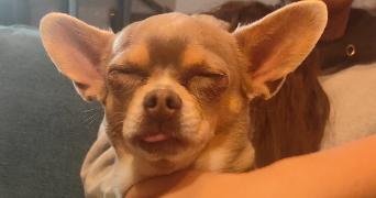 diana pet sitter à Villeurbanne 69100_3