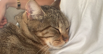 jade pet sitter à WAVRIN 59136_1