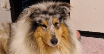 muriel pet sitter à GOLBEY 88190_9