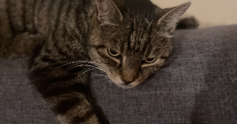 tymkow pet sitter à BEAUCHAMP 95250_2