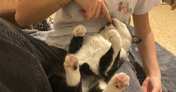 inès pet sitter à SAUMUR 49400_4