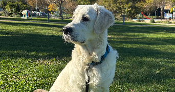 anthony pet sitter à ISTRES 13800_3