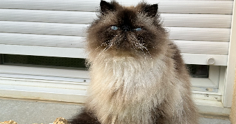 déborah pet sitter à VILLERS ALLERAND 51500_6