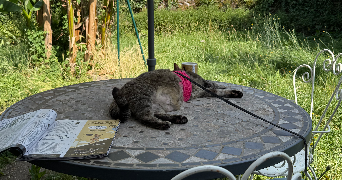 claire pet sitter à LIMOGES 87000_3