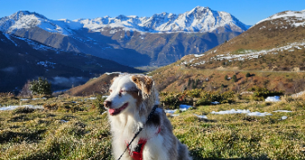 dacha pet sitter à TOULOUSE 31300_1