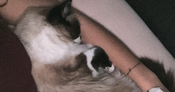cyrielle pet sitter à LILLE 59000_5