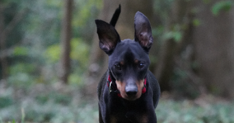 stéphanie pet sitter à DRAVEIL 91210_11