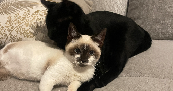 marie pet sitter à CASTILLON D ARTHEZ 64370_3