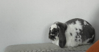 cassandre pet sitter à HAUDRECY 08090_1