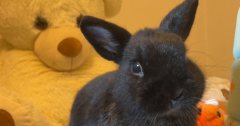 aude pet sitter à L'union 31240_3