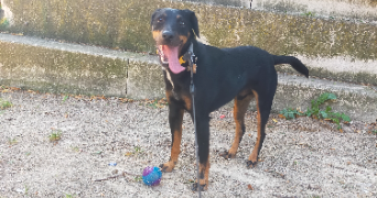 malorie pet sitter à LYON 07 69007_8