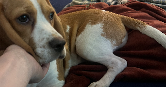 clarabouillault pet sitter à ROUEN 76000_5