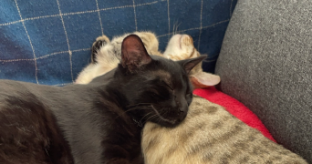 pauline pet sitter à Mont blanc 34290_3