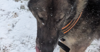 flavie pet sitter à CHAMPENOUX 54280_16