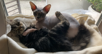 elodie pet sitter à LORMONT 33310_8