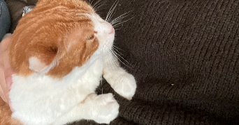 coline pet sitter à Thiant 59224_4