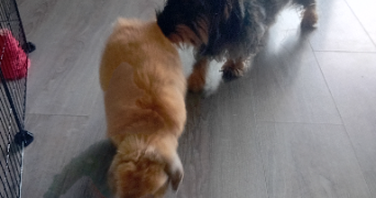 gaëlle pet sitter à RUEIL MALMAISON 92500_5