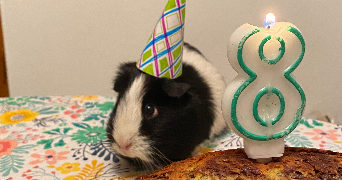 colyne pet sitter à LYON 03 69003_6