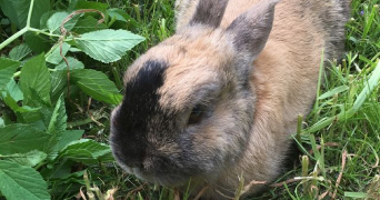 maud pet sitter à VAVINCOURT 55000_5