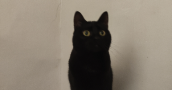 thomas pet sitter à MONTPELLIER 34000_0