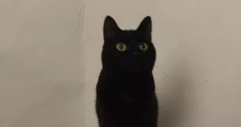 thomas pet sitter à MONTPELLIER 34000