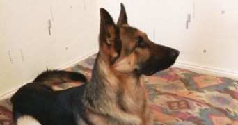 marion pet sitter à VIRAZEIL 47200_2