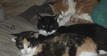 morgane pet sitter à VILLENEUVE LE ROI 94290_8