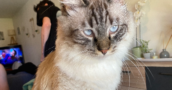 julie pet sitter à LAVAL 53000_2