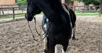lea pet sitter à MONTPELLIER 34090_2