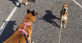 jillian pet sitter à SPEZET 29540_8