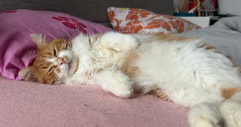 lucie cat sitter à AMIENS 80000_9