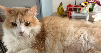 eve pet sitter à BOUCHAIN 59111_2
