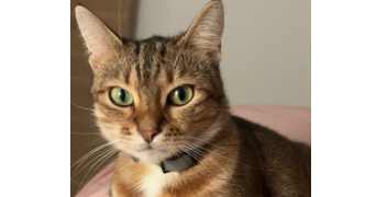 hind pet sitter à MARSEILLE 15 13015_2