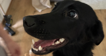 chloé pet sitter à ROUEN 76100_3