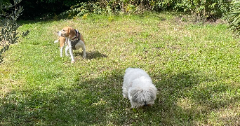 nathalie pet sitter à CHEVREUSE 78460_6