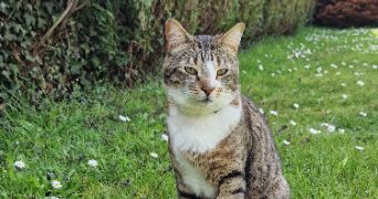 léa pet sitter à Terres de Bord 27340_2