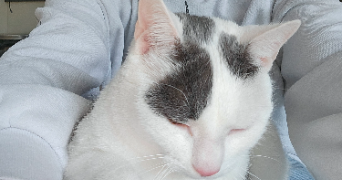 lino pet sitter à ROCLINCOURT 62223_1