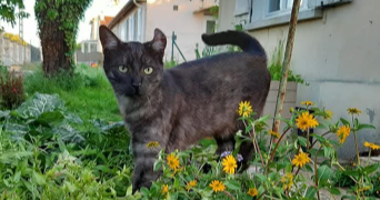 astrid pet sitter à BEAUVAIS 60000_6