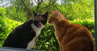 tiffany pet sitter à THYEZ 74300_2