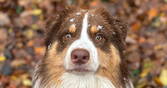 camille pet sitter à HOUILLES 78800_3