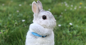 nell pet sitter à Villiers-sur-Morins 77580_3