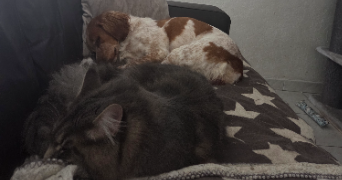 kelly pet sitter à PERPIGNAN 66100_1