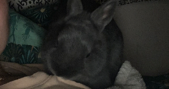 louvine pet sitter à NICE 06000_3