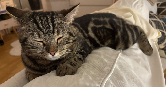 laure pet sitter à BOULOGNE BILLANCOURT 92100_4